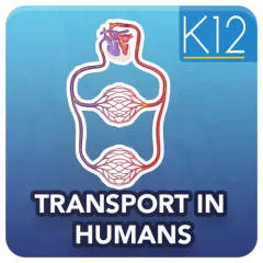 transport-in-humans-biology