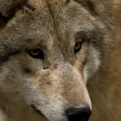 wolf-wallpapers